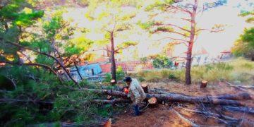 Σαμοθράκη: Δημιουργία αντιπυρικής ζώνης στο πευκόδασος της Χώρας