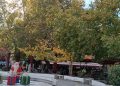 Το πράσινο της Κομοτηνής και η κακομεταχείριση των δέντρων στην Αλεξανδρούπολη