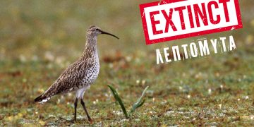 Η Λεπτομύτα δεν υπάρχει πια – Ανακηρύχθηκε εξαφανισμένη
