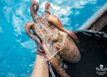 Πόρτο Λάγος: Βρέθηκαν παράνομες πλαστικές παγίδες για χταπόδια