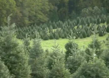 Φυσικά χριστουγεννιάτικα δέντρα: Ένας αναπάντεχος σύμμαχος για το περιβάλλον