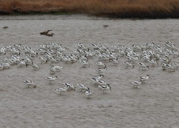 Χειμώνας στο Δέλτα του Έβρου: Καταφύγιο για χιλιάδες υδρόβια πουλιά