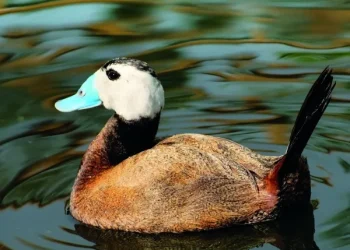 Χαμωτίδες και Κεφαλούδια: Σημαντικές καταγραφές σπανίων πουλιών σε Δέλτα έβρου – Βιστωνίδα – Ισμαρίδα