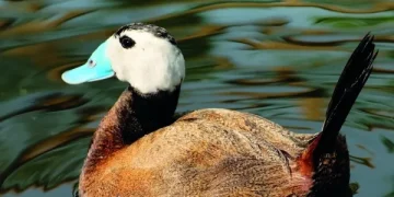 Χαμωτίδες και Κεφαλούδια: Σημαντικές καταγραφές σπανίων πουλιών σε Δέλτα έβρου – Βιστωνίδα – Ισμαρίδα