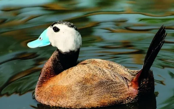Χαμωτίδες και Κεφαλούδια: Σημαντικές καταγραφές σπανίων πουλιών σε Δέλτα έβρου – Βιστωνίδα – Ισμαρίδα