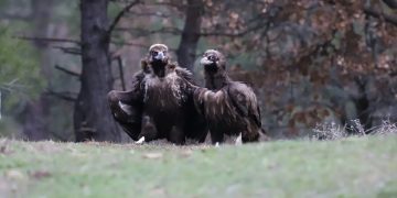 Εξελίξεις για τους πληθυσμούς των αρπακτικών στο Εθνικό Πάρκο Δαδιάς-Λευκίμης-Σουφλίου