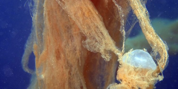 Εφιάλτης στο Αιγαίο: Η μούχλα από την Τουρκία πλησιάζει τα ελληνικά νησιά