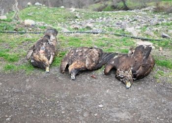 Εντοπίστηκε νεκρή οικογένεια Χρυσαετών σε ορεινή περιοχή της Ξάνθης