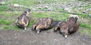 katarefsi-aetou-ellada=dilitirio