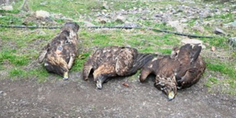 katarefsi-aetou-ellada=dilitirio