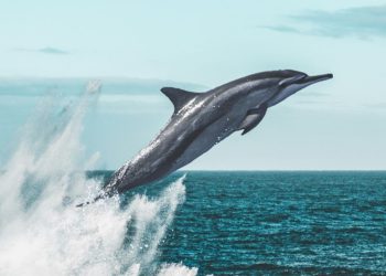 Χάρτης των Λειψών με επισήμανση της προτεινόμενης τοποθεσίας για το καταφύγιο θαλάσσιων θηλαστικών.