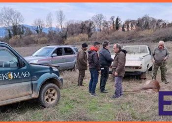 Παράνομη θήρα στο Καταφύγιο Άγριας Ζωής Κερκίνης – Θανάτωση ελαφιού από λαθροθήρα