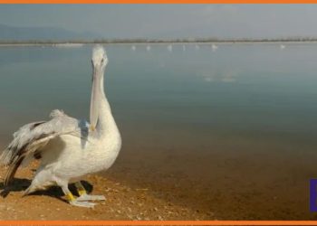 Αναπήρα πουλιά στη λίμνη Κερκίνη, απολαμβάνοντας ασφάλεια και τροφή.