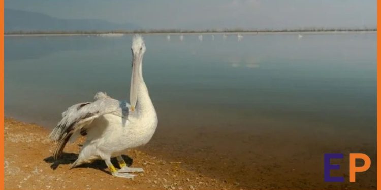 Αναπήρα πουλιά στη λίμνη Κερκίνη, απολαμβάνοντας ασφάλεια και τροφή.