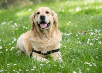 Γιορτή Υιοθεσίας για την Παγκόσμια Ημέρα Αδέσποτων Ζώων στην Αλεξανδρούπολη, 4 Απριλίου.