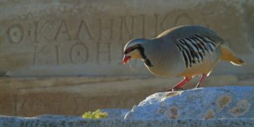 Η σχέση ανάμεσα στη φύση και τον πολιτισμό, όπως αναδεικνύεται στα αρχαία μνημεία της Ελλάδας μέσω του προγράμματος ΒΙΑΣ.