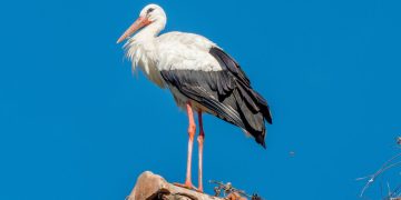 Πελαργός πάνω σε κλαδί στο Πόρο Φερών, έμβλημα του Φεστιβάλ Πελαργών