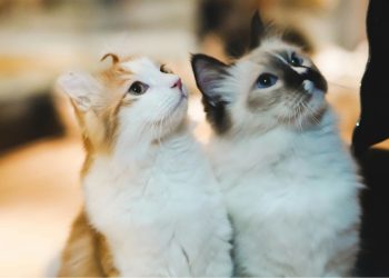 Ημερίδα για την ενσυναίσθηση και την προστασία των ζώων με συμμετοχή αστυνομικών και της Πανελλήνιας Ομοσπονδίας Νέμεσις