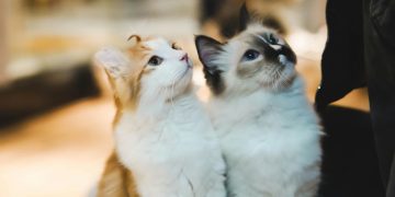 Ημερίδα για την ενσυναίσθηση και την προστασία των ζώων με συμμετοχή αστυνομικών και της Πανελλήνιας Ομοσπονδίας Νέμεσις