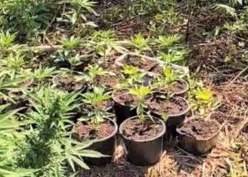Φυτεία δενδρυλλίων κάνναβης σε δασική περιοχή της Χαλκιδικής, κατασχεμένα δενδρύλλια και εξοπλισμός καλλιέργειας.