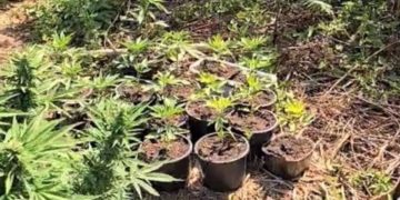 Φυτεία δενδρυλλίων κάνναβης σε δασική περιοχή της Χαλκιδικής, κατασχεμένα δενδρύλλια και εξοπλισμός καλλιέργειας.