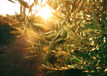 Φωτογραφία ελαιόδεντρου με ώριμους καρπούς κάτω από τον ήλιο, που συμβολίζει την ειρήνη και τη ζωή.