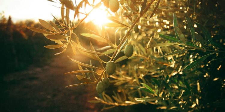 Φωτογραφία ελαιόδεντρου με ώριμους καρπούς κάτω από τον ήλιο, που συμβολίζει την ειρήνη και τη ζωή.