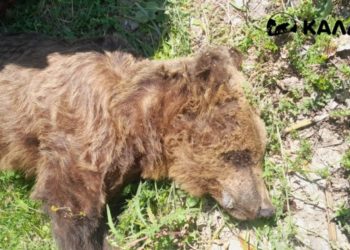 Νεκρός αρκούδος 10 ετών εντοπίστηκε σε αγροτική περιοχή στην Καστοριά, με έρευνες για δηλητηριασμένα δολώματα σε εξέλιξη.