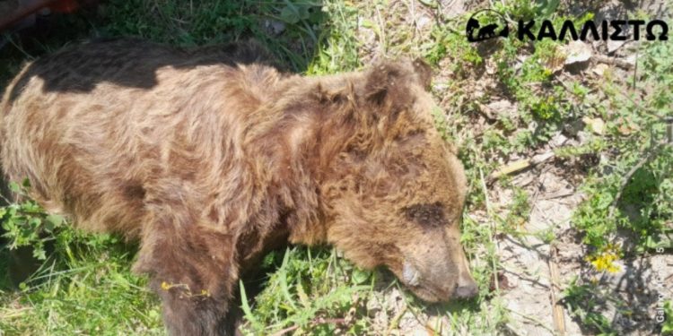 Νεκρός αρκούδος 10 ετών εντοπίστηκε σε αγροτική περιοχή στην Καστοριά, με έρευνες για δηλητηριασμένα δολώματα σε εξέλιξη.