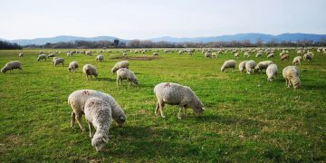 Πρόβατα που βοσκούν σε αγροτική περιοχή, αντιπροσωπεύοντας τον πρωτογενή τομέα και τη διαχείριση βοσκής.