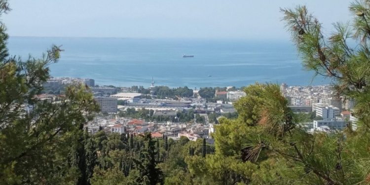 Σέιχ Σου: Ένα δάσος σε εξέλιξη