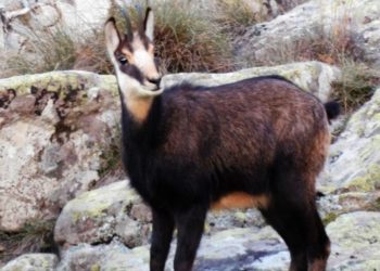 16η Καταμέτρηση Αγριόγιδου στον Φρακτό