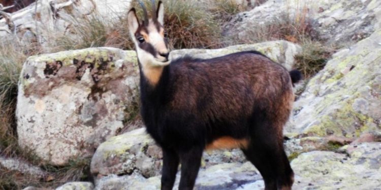 16η Καταμέτρηση Αγριόγιδου στον Φρακτό