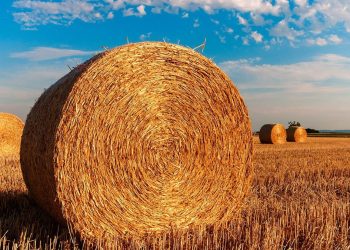 Η αγροτική παραγωγή στην Ελλάδα: Ένα διαχρονικό ζήτημα ευθυνών