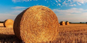 Η αγροτική παραγωγή στην Ελλάδα: Ένα διαχρονικό ζήτημα ευθυνών