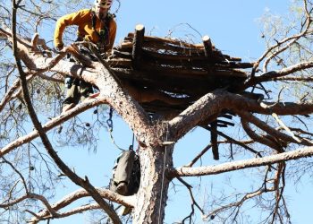 Δαδιά: Ενίσχυση Μαυρόγυπα με νέες τεχνητές φωλιές