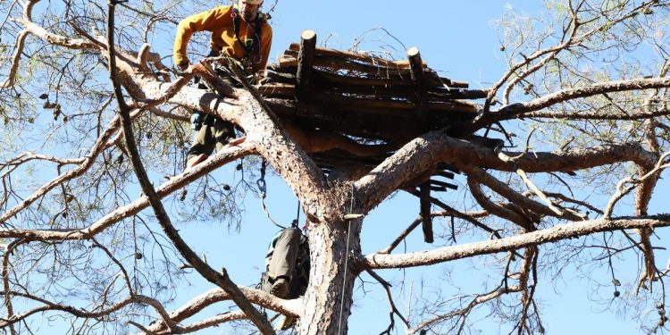 Δαδιά: Ενίσχυση Μαυρόγυπα με νέες τεχνητές φωλιές