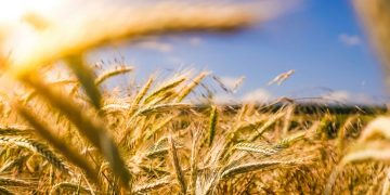 Αγροτικές ενισχύσεις 2025: Ρεκόρ πληρωμών, μεταρρυθμίσεις & η ανάγκη συνεννόησης