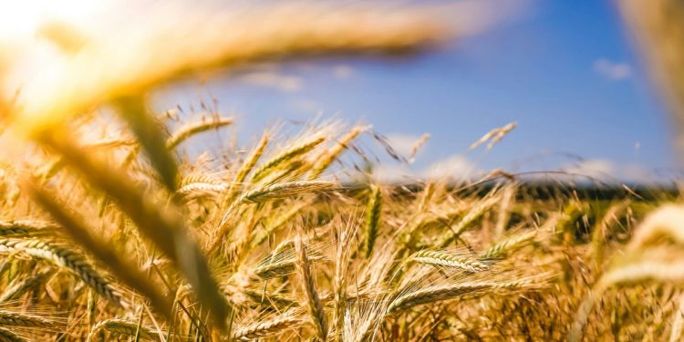 Αγροτικές ενισχύσεις 2025: Ρεκόρ πληρωμών, μεταρρυθμίσεις & η ανάγκη συνεννόησης