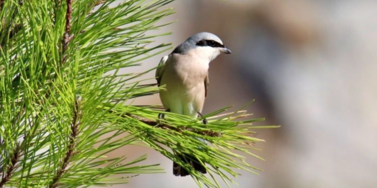 Τα μικρόπουλα δείχνουν την αναγέννηση του δάσους της Δαδιάς