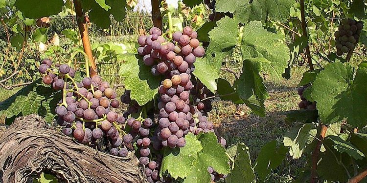 Ανθεκτικότητα στις εξαγωγές ελληνικού οίνου το 2025