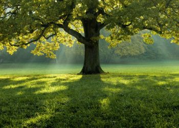 Διεθνής Ημέρα Δασών 2026 στην Κατερίνη