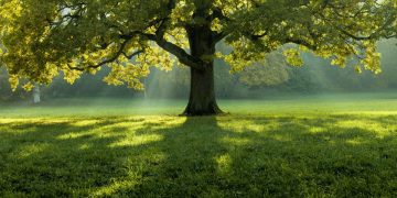 Διεθνής Ημέρα Δασών 2026 στην Κατερίνη