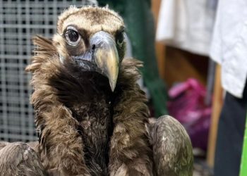 Συντονισμένη επιχείρηση περίθαλψης και άμεση επανένταξη στο φυσικό περιβάλλον