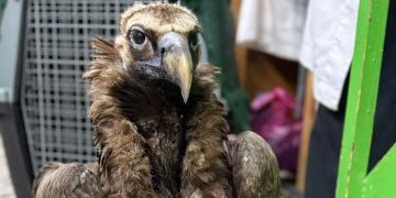 Συντονισμένη επιχείρηση περίθαλψης και άμεση επανένταξη στο φυσικό περιβάλλον