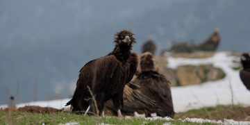 Ενδείξεις για δηλητηριασμένα δολώματα στο Εθνικό Πάρκο Δαδιάς