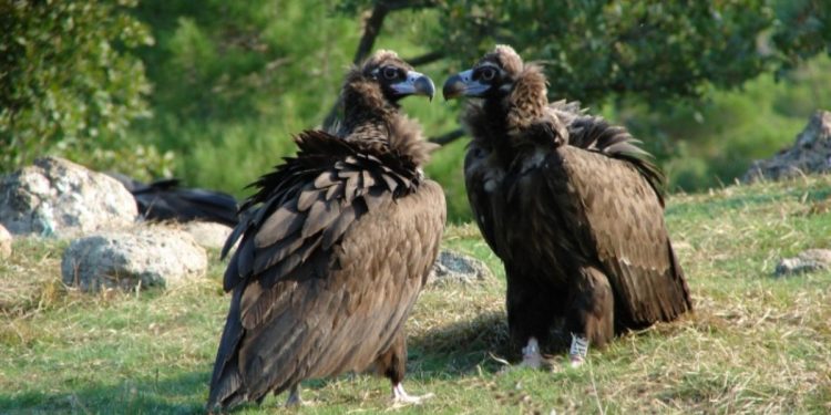 Η επιστροφή του μαυρόγυπα «Ιωάννα» στη Δαδιά