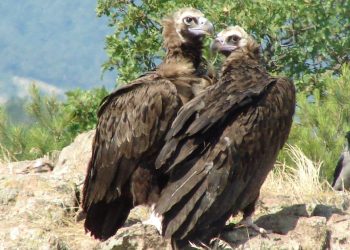 Έβρος: Ενθαρρυντική εικόνα για τον Μαυρόγυπα