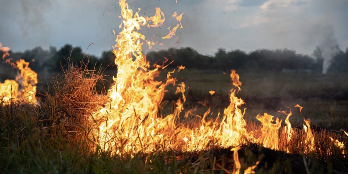 Φωτιά σε αγροτοδασική περιοχή της Ροδόπης