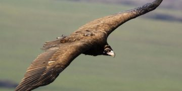 Ο Μαυρόγυπας και η τεχνητή παροχή τροφής